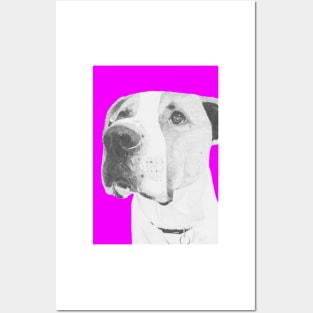 American Bulldog crossbreed in pink Posters and Art